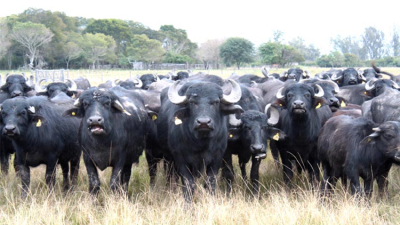 El búfalo, una alternativa tecnológica de punta para la expansión ganadera