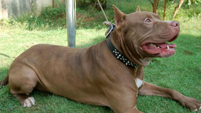 Pitbull “cazaladrones” impide un robo en Sáenz Peña