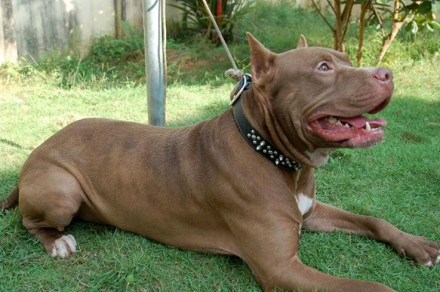 pitbull.jpg