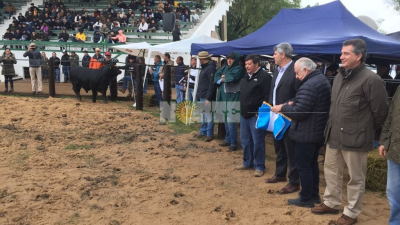 Mañana se eligen los Grandes Campeones de la 48° Exposición Gran Nacional Brangus