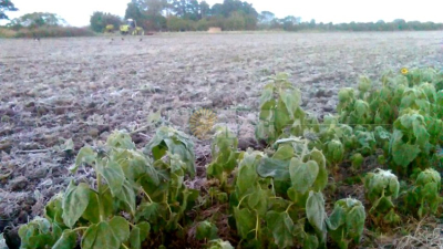 Con una térmica de 2,2 bajo cero, Sáenz Peña amaneció vestida de blanco