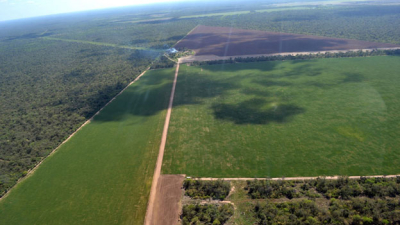 El Chaco podría pasar de 465.000 hectáreas de girasol a 625.500 en la próxima campaña