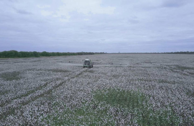 Con la meta próxima de 150 mil hectáreas, la Mesa Algodonera Nacional se reúne en el Chaco