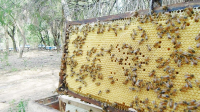 Con expectativas de buenos rindes y precios, la región recibe la Expo Apícola 2017