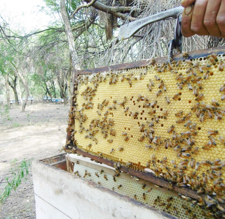 abejas.jpg