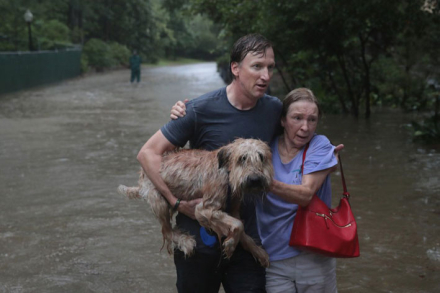 harvey3.jpg