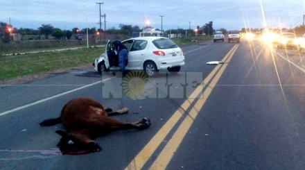 caballo en la ruta2.jpg