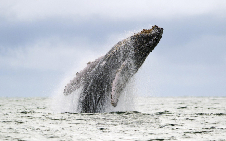 pacifico-ballena.jpg