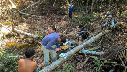 amazonia2.jpg