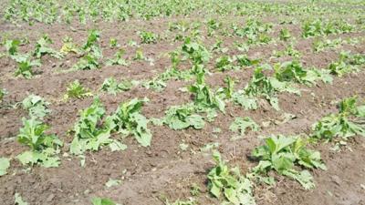 El temporal de viento y piedra afectó gran parte de la producción tabacalera