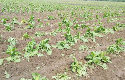 tabaco.jpg