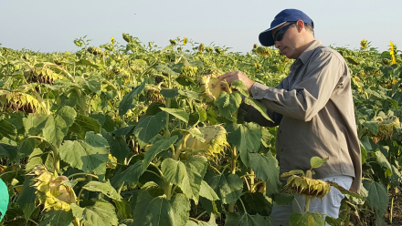 58girasol hermoso campo.jpg