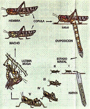 ciclo langosta.jpg