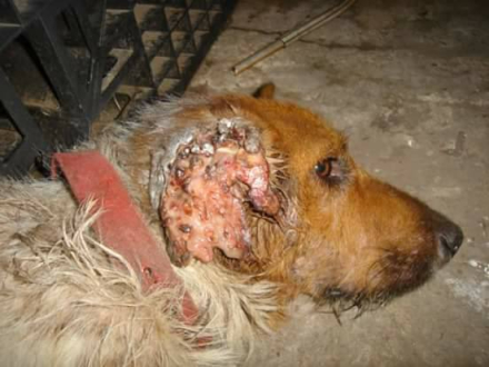 perro4.jpg