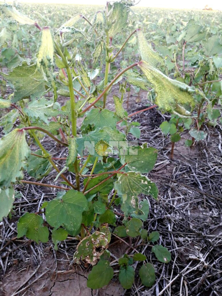 algodon quemado.jpg