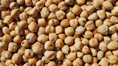 Garbanzo en el Chaco, un cultivo atractivo y promisorio