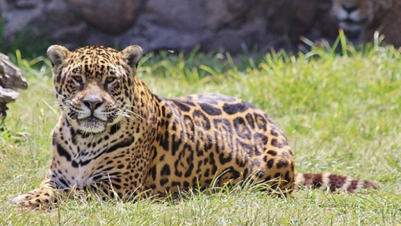 Capturan imágenes de un yaguareté en el Parque Nacional El Impenetrable