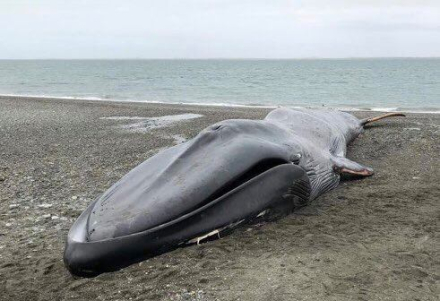 ballena3.jpg