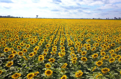 Se realiza en Charata el inédito remate del lote primicia de girasol