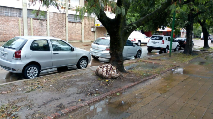 Jardin perro2.jpg