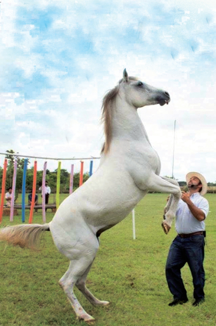 caballo 3.jpg