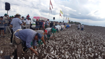 El norte santafesino celebra al algodón con cosecha manual y múltiples actividades