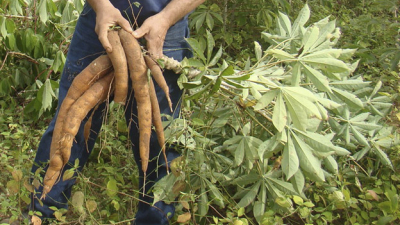 Mandioca: la importancia de considerarlo cultivo estratégico