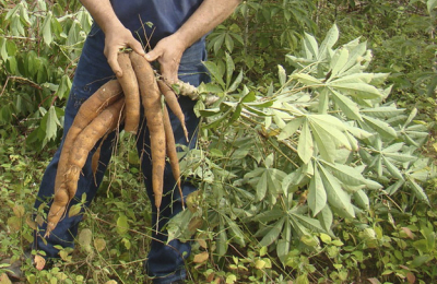 Mandioca: la importancia de considerarlo cultivo estratégico