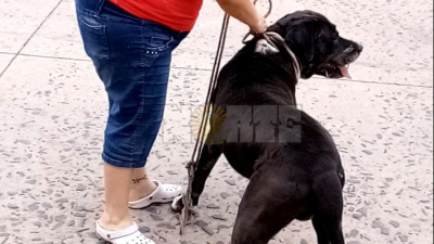 Feroz ataque de un Rottweiller en la vía pública