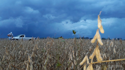 Soja y algodón: el clima paralizó la cosecha en la mayoría de los lotes