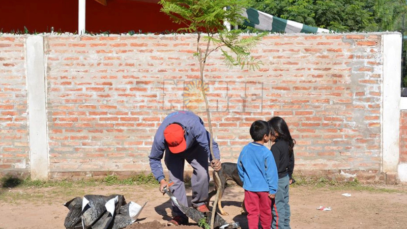 Ya se plantaron mil árboles del Programa 5000 árboles