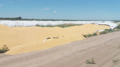 El robo de soja y maíz acopiados genera alerta en productores