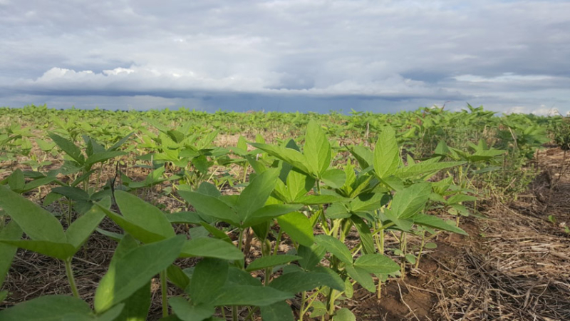Para los productores la vuelta de las retenciones es una medida “anti interior”