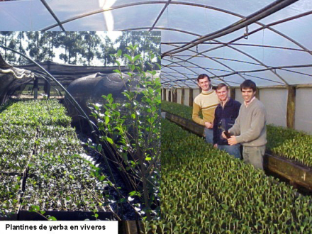 yerba.jpg