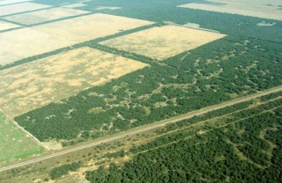 Bosques: sistema chaqueño podría ser replicado en 27 millones de hectáreas