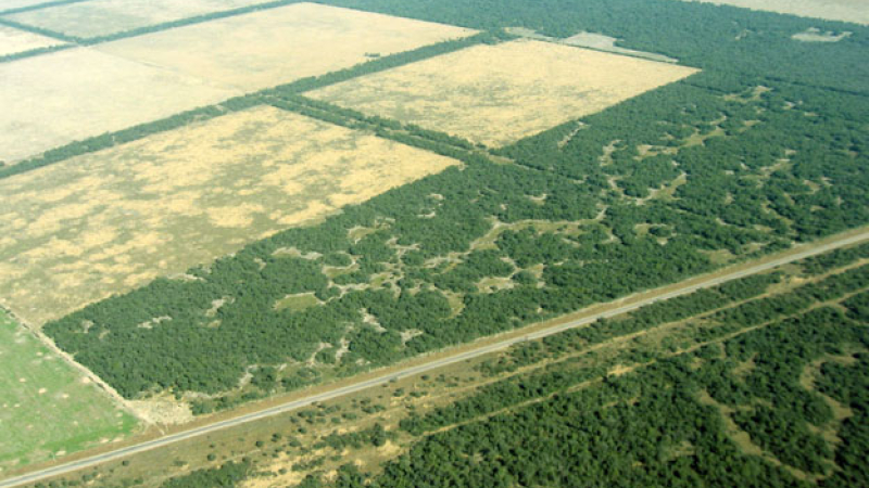 Bosques: sistema chaqueño podría ser replicado en 27 millones de hectáreas