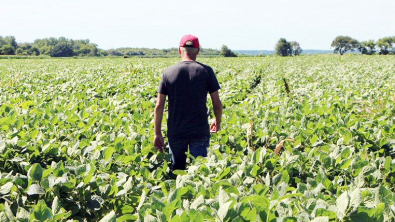 Trump al rescate de productores de soja: pagará 60 dólares la tonelada