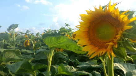 girasol.jpg
