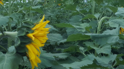 girasol.JPG