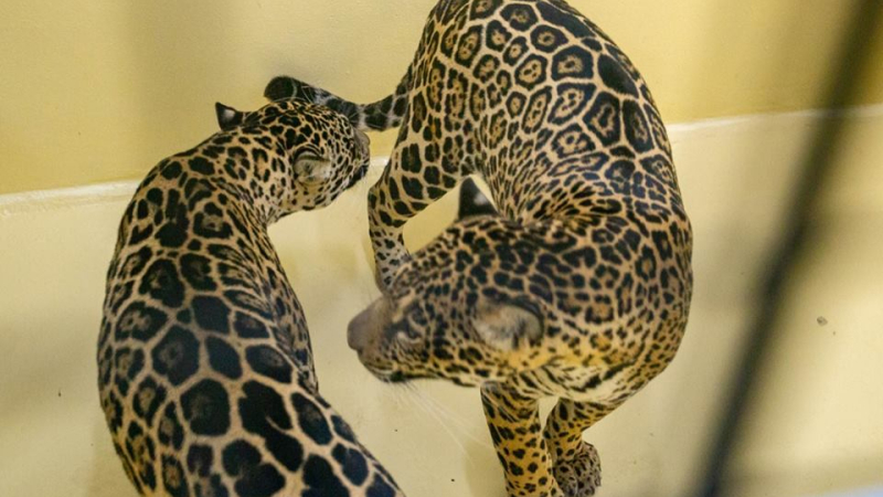 El Parque Iberá sumó dos yaguaretés hembras brasileras