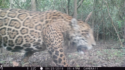 Primer registro fotográfico de un yaguareté en Parque Nacional Río Pilcomayo