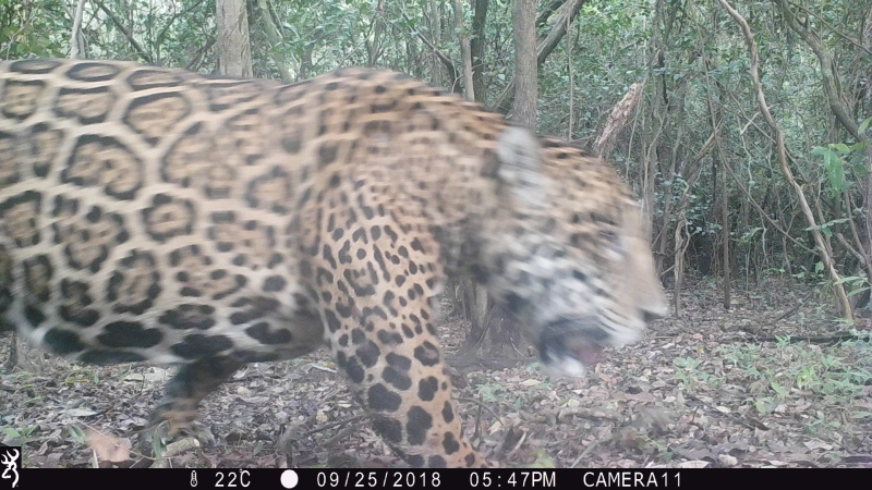 Primer registro fotográfico de un yaguareté en Parque Nacional Río Pilcomayo