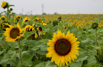 El girasol, un cultivo en extinción