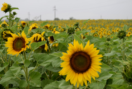 GIRASOL BIEN CRECIDO.JPG
