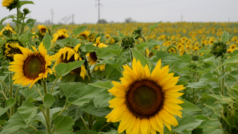 Girasol: los 200 dólares son magros para una producción que esperaba de 380 a 400 por tonelada