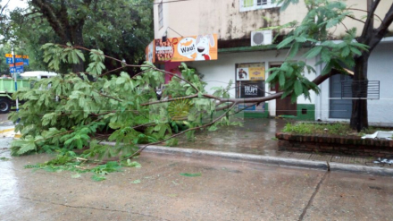 arbol1.jpg