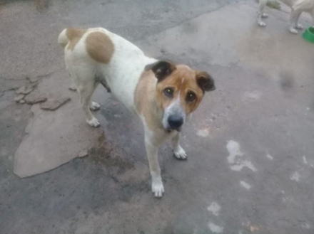mascota 2.JPG