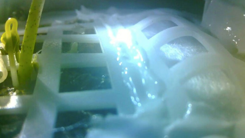 China consiguió germinar algodón en la Luna