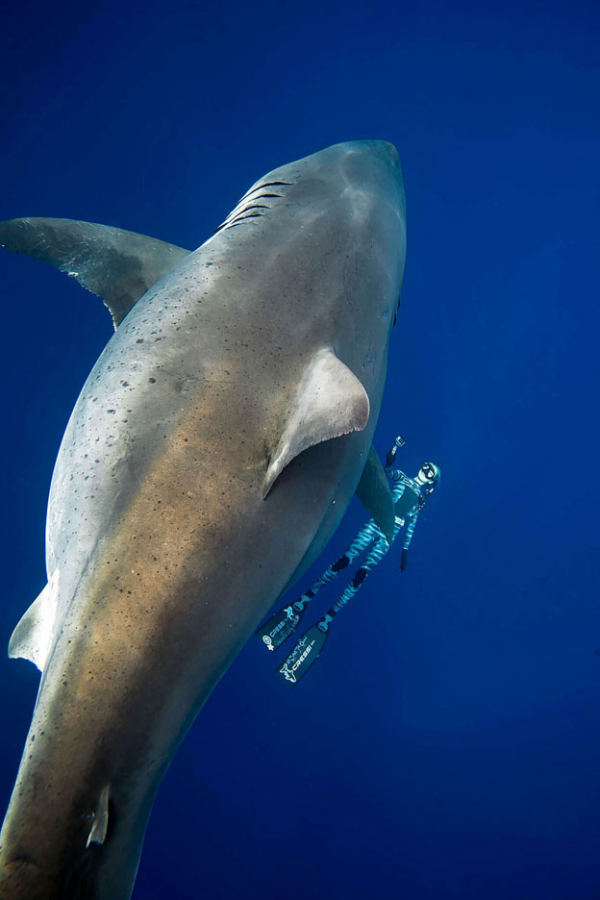 <p>Se calcula que el ejemplar, de casi 7 metros de largo, tiene unos 50 años, una edad adulta para la esperanza de 70 años que tiene su especie.</p>