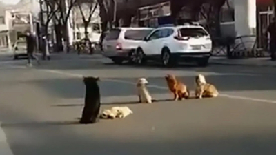 Cuatro perros hacen guardia para cuidar el cadáver de su amigo